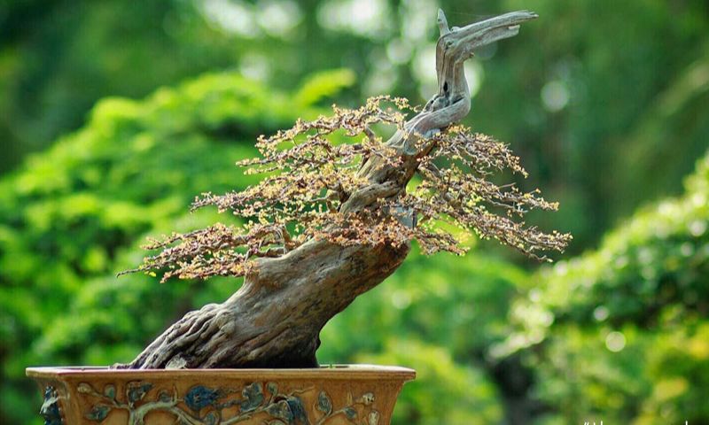 Cây sơn liễu bonsai 
