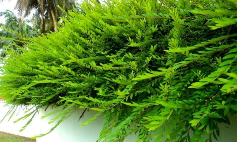 Cây sơn liễu được trồng ở hàng rào