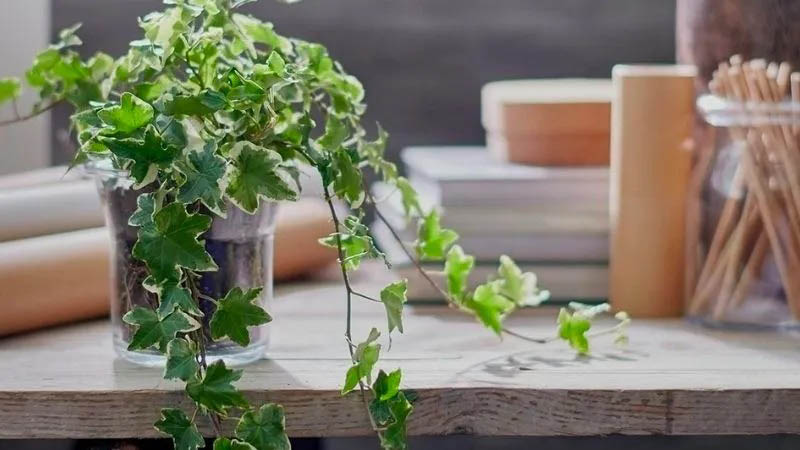 Một số thông tin thú vị về loài cây thường xuân