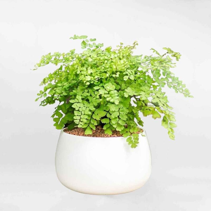Đặc điểm chung của loài cây tóc thần vệ nữ