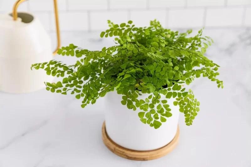 Có cần bón phân cho tóc thần vệ nữ không?