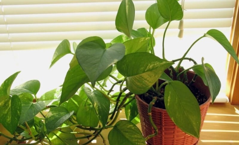 Giới thiệu đôi nét về trầu bà leo