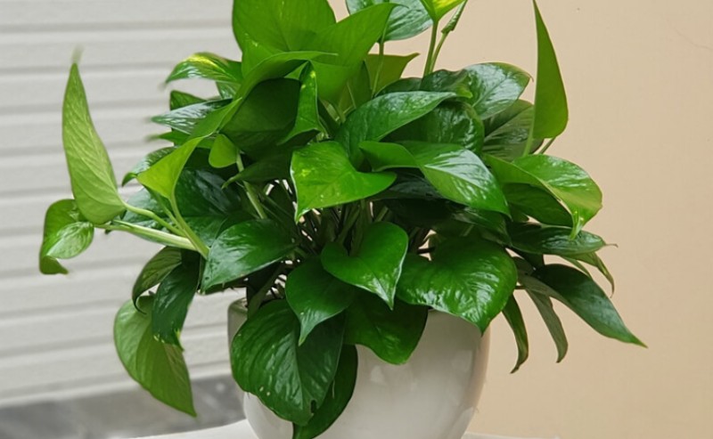 Trầu bà leo hợp người tuổi Tý, Ngọ, Mùi