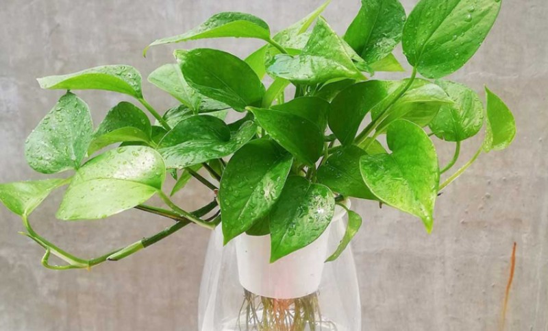 Công dụng tuyệt vời của trầu bà leo