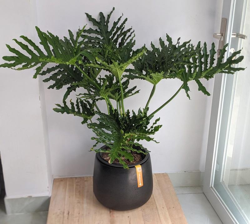 Lợi ích về thẩm mỹ