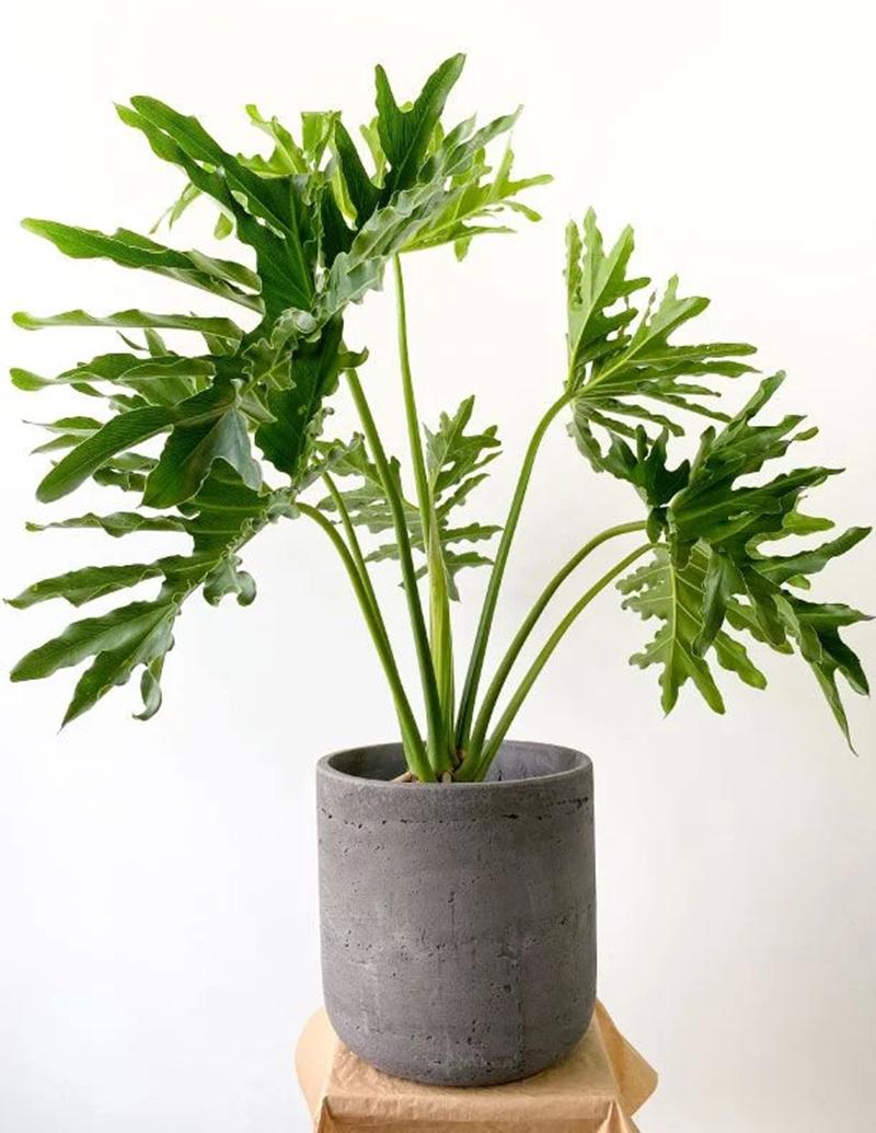 Hướng dẫn trồng, chăm sóc cây trầu bà thanh xuân