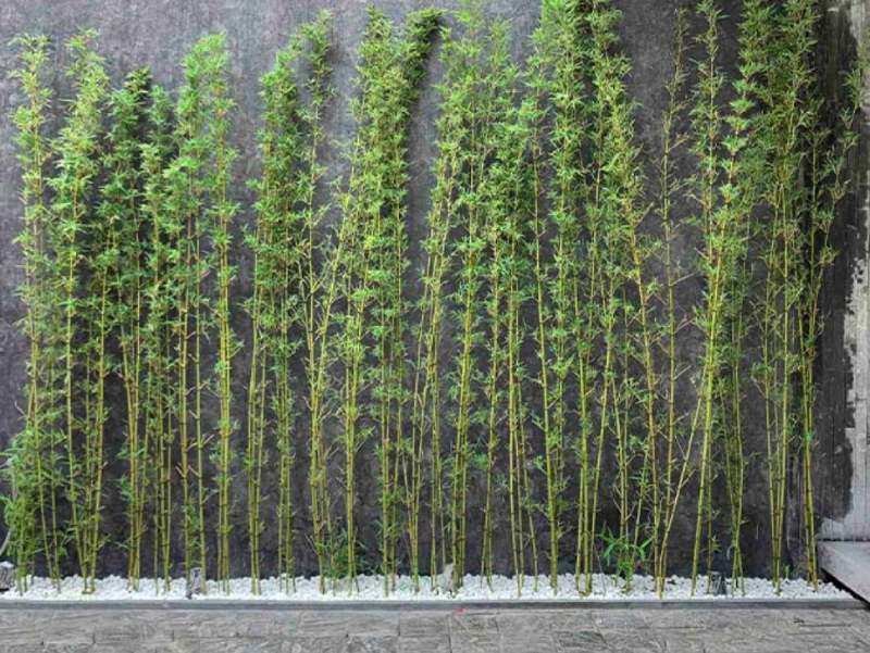 Cây Trúc Quân Tử - cây trồng ban công dễ chăm