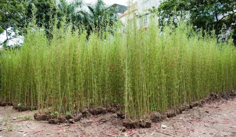 Nên trồng cây Trúc Quân Tử ở vị trí nào trong nhà?