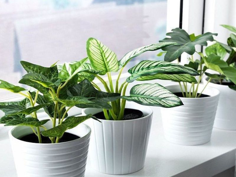 Chọn đúng cây hợp mệnh tuổi Mùi sẽ giúp phát triển tài lộc