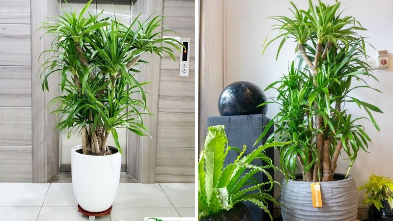 Chọn giống cây uy tín khi trồng để phát triển tốt