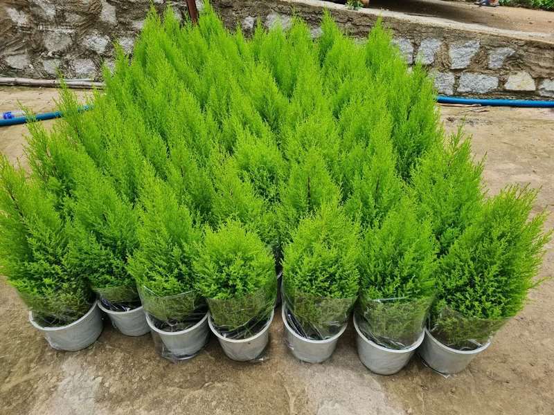 Có đặc điểm ngoại hình giống với cây thông