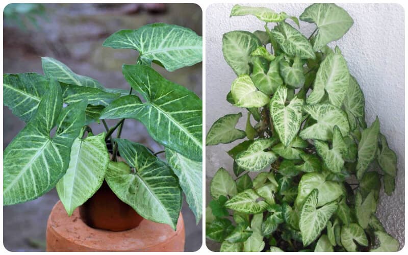 Cây Tróc Bạc: Đặc Điểm, Ý Nghĩa Và Cách Chăm Sóc Chuẩn