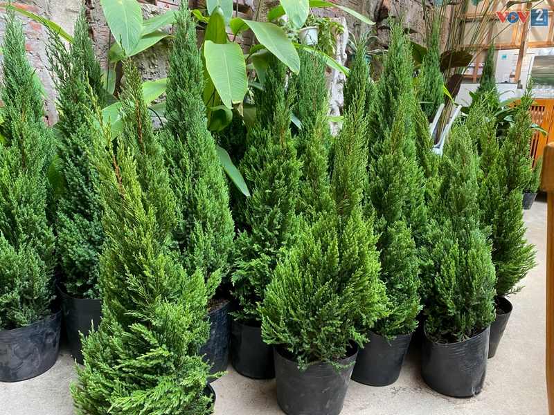 Được nhà nhà lựa chọn để trang trí nhà cửa