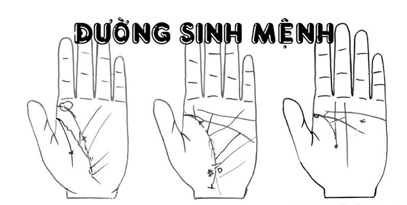 Chỉ tay đường sinh mệnh: Khám phá Bí ẩn Sức khỏe và Tương lai qua đường sinh mệnh