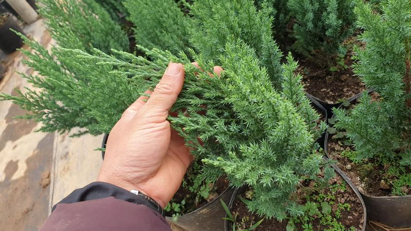 Giúp không khí chỗ bạn ở trở nên trong lành hơn
