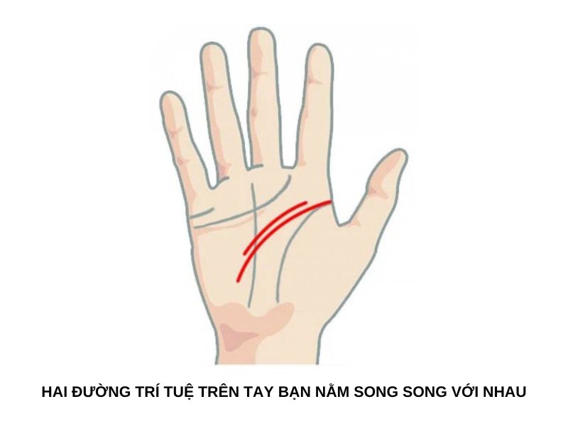 Hai đường trí tuệ trên tay bạn nằm song song với nhau