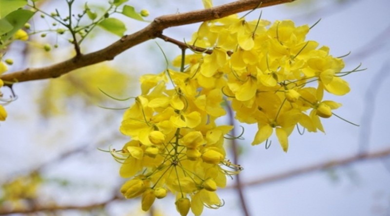 Giới thiệu đôi nét về cây hoa bò cạp màu vàng