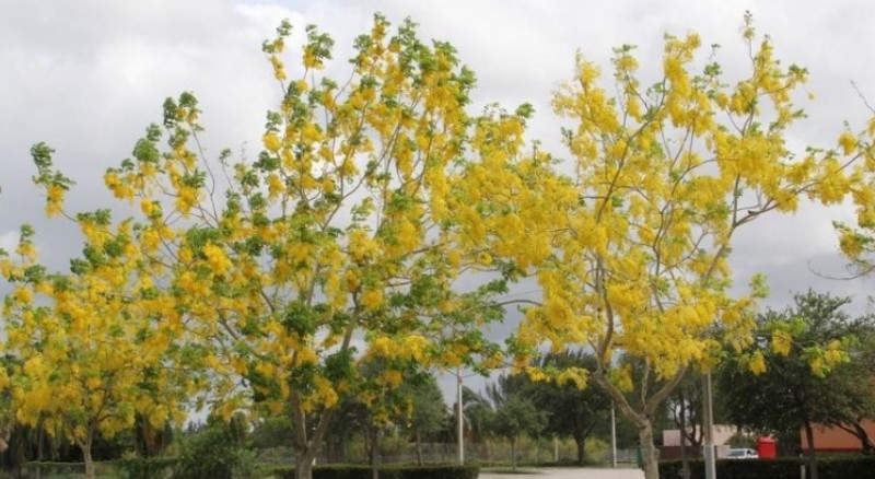 Cây bò cạp vàng có ý nghĩa phong thủy đặc biệt