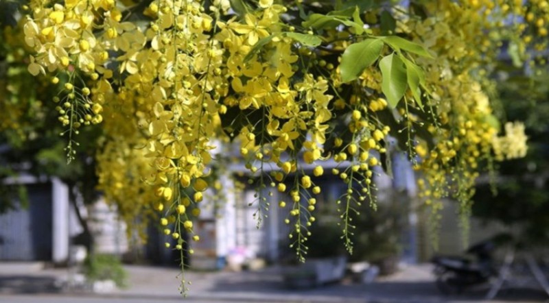 Những công dụng của cây bò cạp vàng