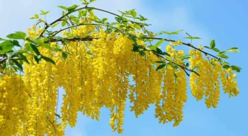 Hướng dẫn trồng và chăm sóc cây bò cạp vàng