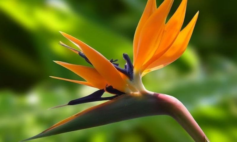 Hoa thiên điểu mang nhiều ý nghĩa khác nhau 