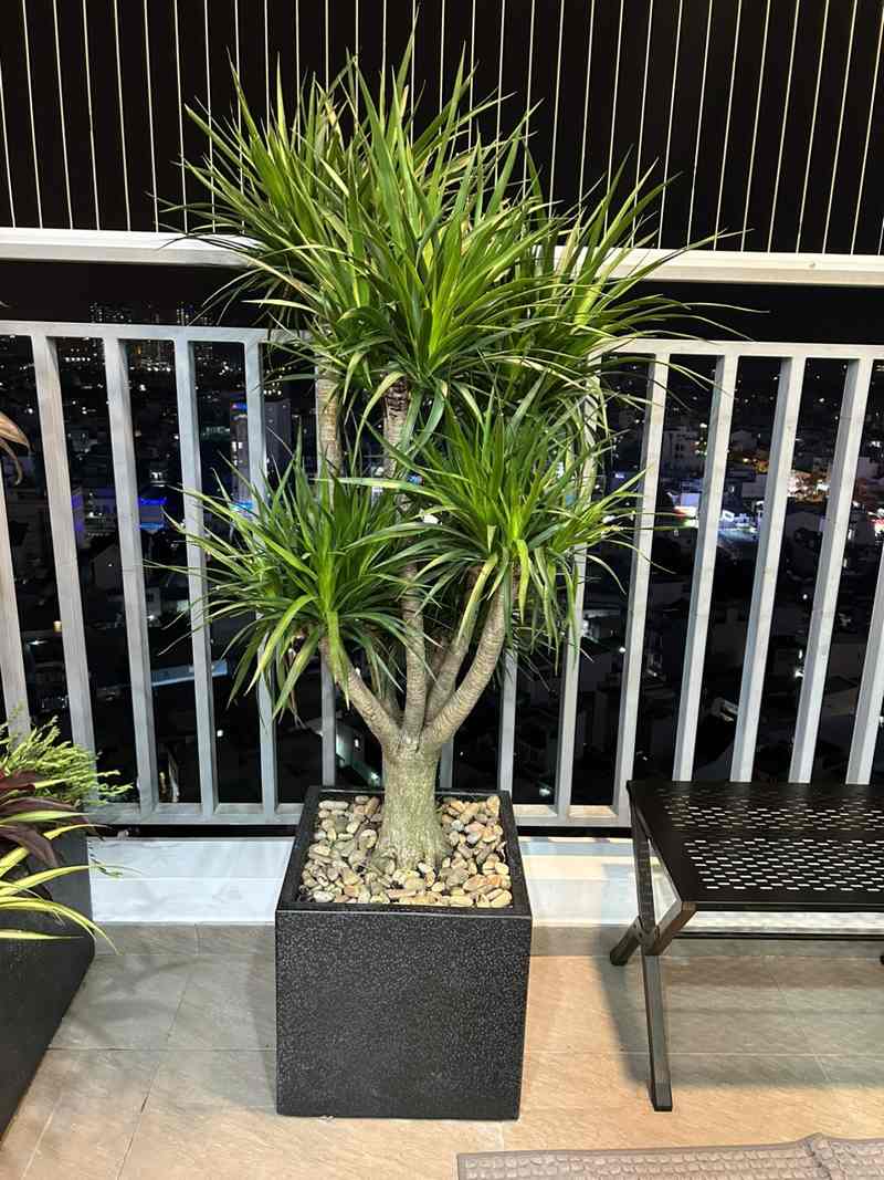 Loài cây không quá khó khăn để trồng 
