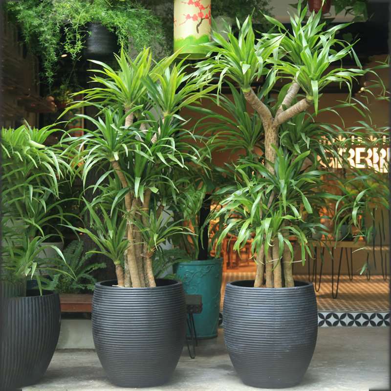 Mang đến nhiều may mắn cho gia chủ