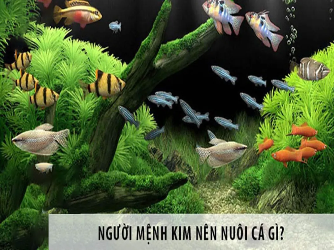 Hãy chọn bể cá phù hợp với người mệnh Kim