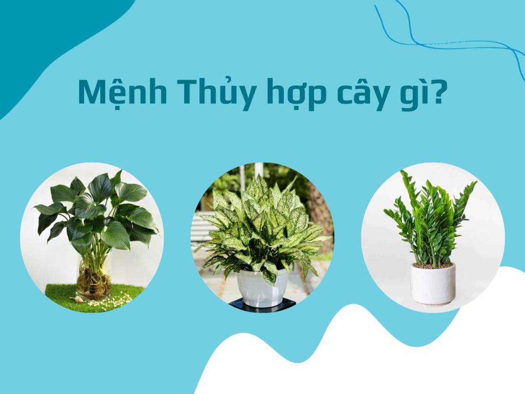 Cây hợp mệnh Thủy giúp đem lại may mắn, tài lộc