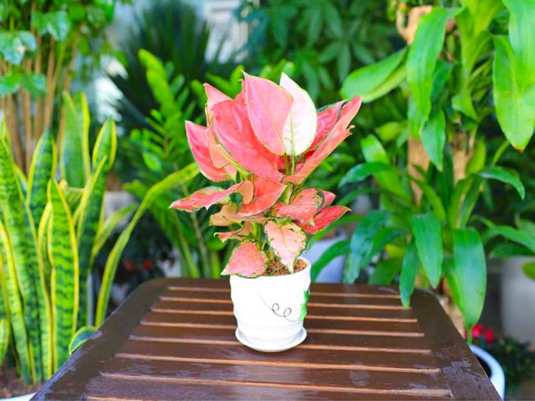 Tránh cây có màu đỏ rực rỡ quá mức