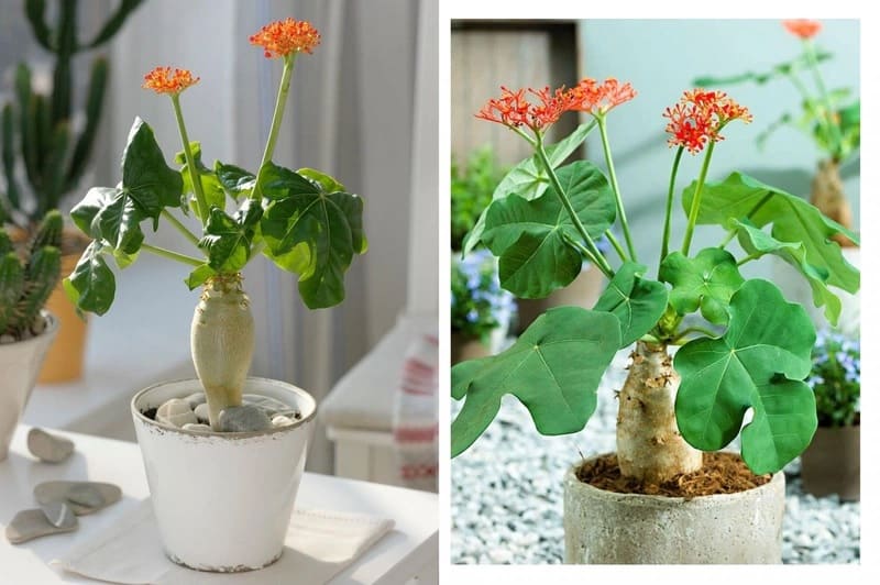 Loại cây này có nguồn gốc từ Trung Quốc, nơi nó được coi là một loại cây thiêng liêng
