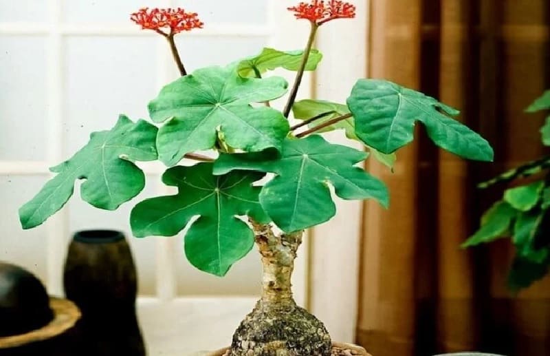 Nên chọn cây giống khỏe mạnh, không sâu bệnh, có nhiều lá xanh tốt