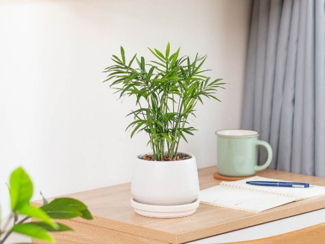 Hãy chọn đúng loại cây phù hợp với mệnh Thủy