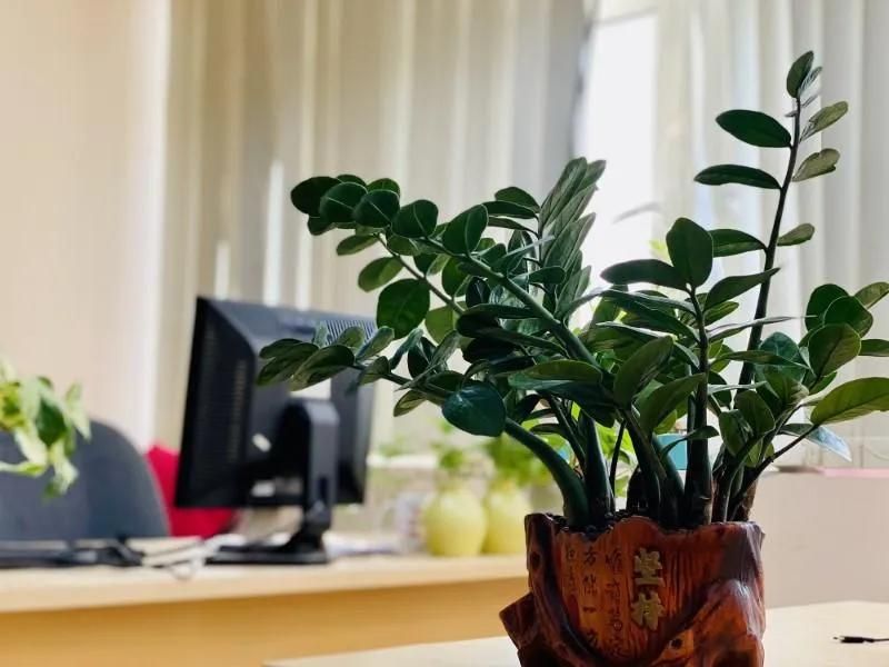 Người Tân Mão nên trồng những cây mang màu mệnh Mộc và Hỏa