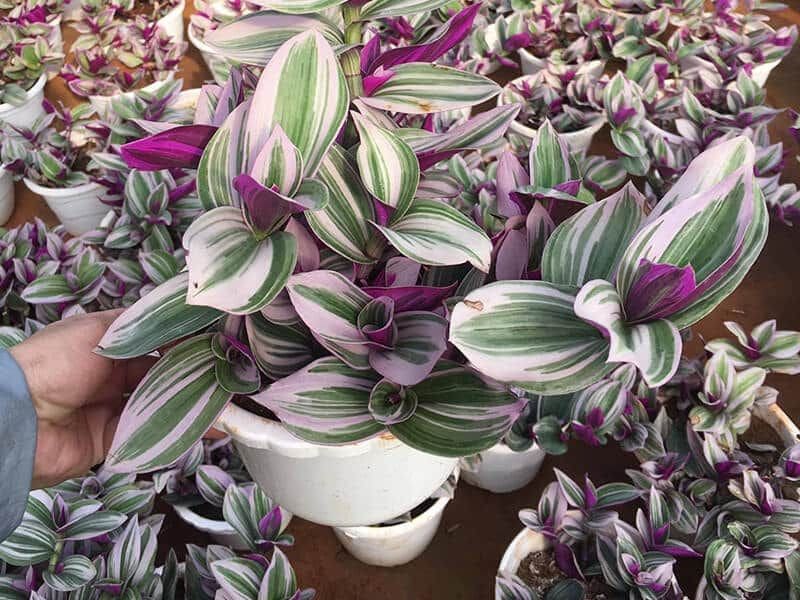 Cây Thài Lài Tía: Ý Nghĩa Phong Thủy và Tác Dụng Sức Khỏe