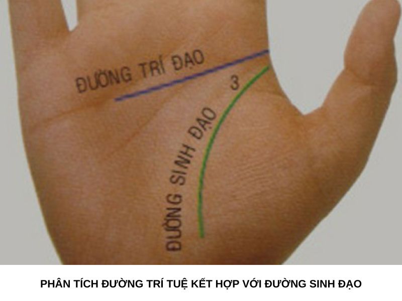 Phân tích đường trí tuệ kết hợp với đường sinh đạo