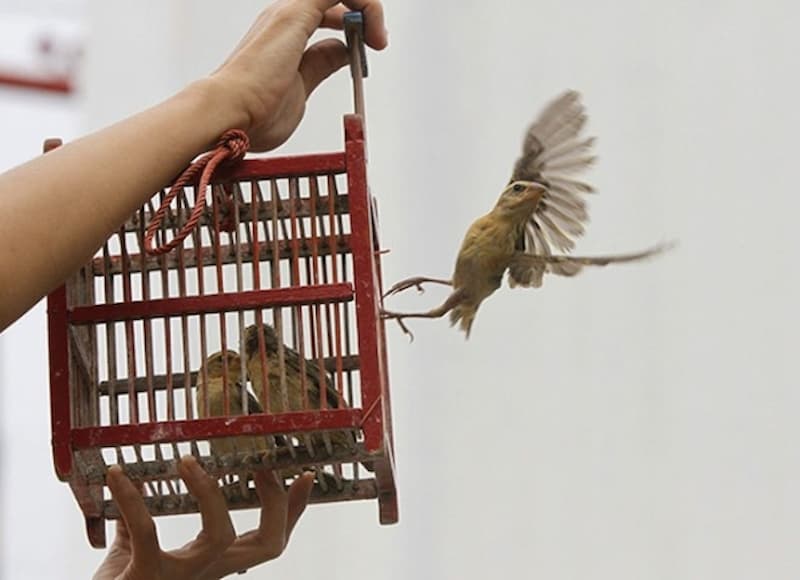 Phóng sanh nên lựa chọn loài động vật nào?