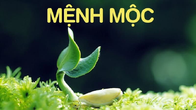 Mộc có mối quan hệ tương sinh với Thủy và tương khắc với Kim