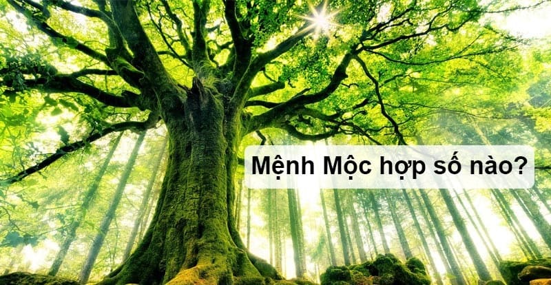 Sim số đẹp là các dãy số dễ nhớ, dễ đọc, và có sự cân đối hài hòa