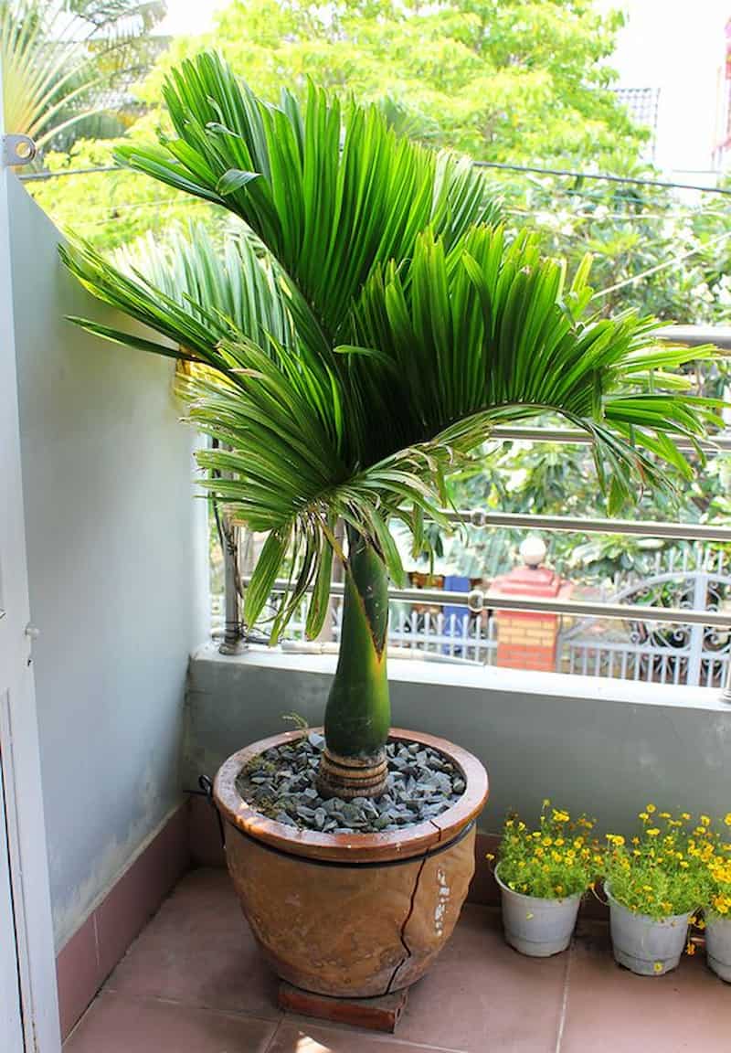 Đây là một loại cây bụi nhỏ thường được trồng làm cây cảnh