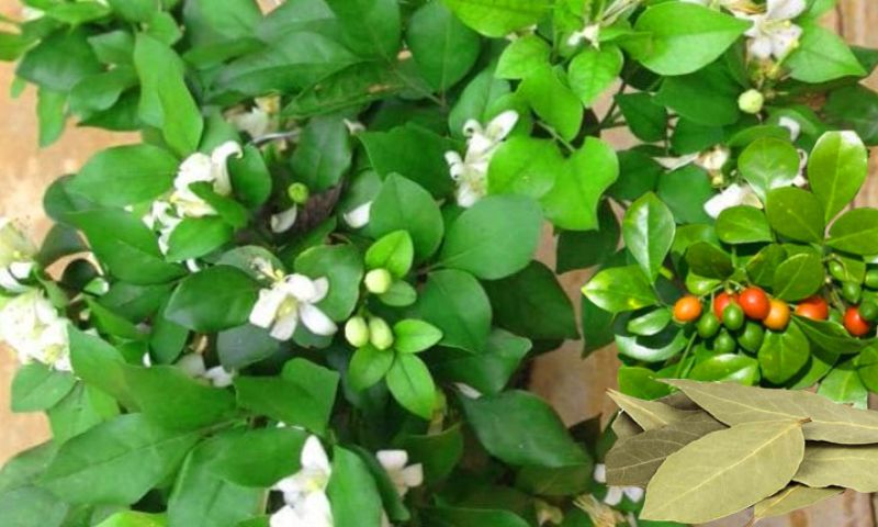 Tác dụng của cây nguyệt quế 