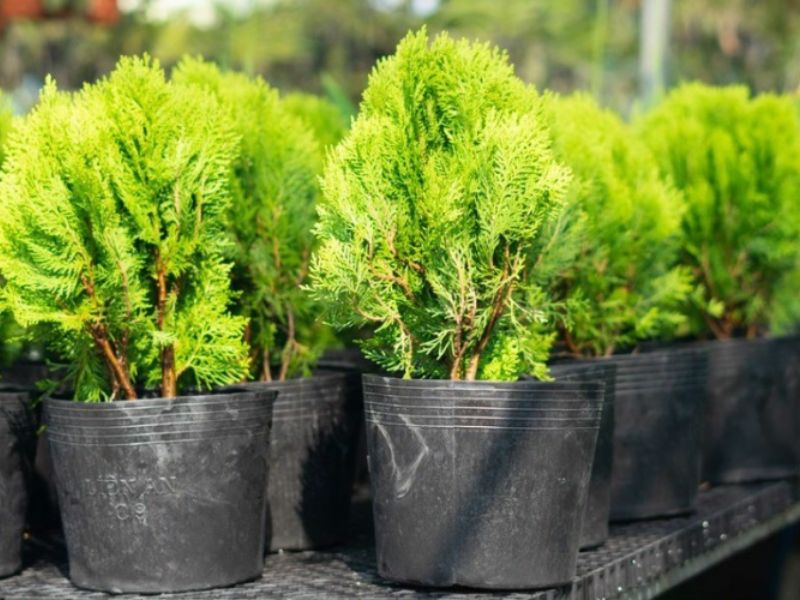 Cây trắc bách diệp mang lại ý nghĩa gì trong phong thủy?