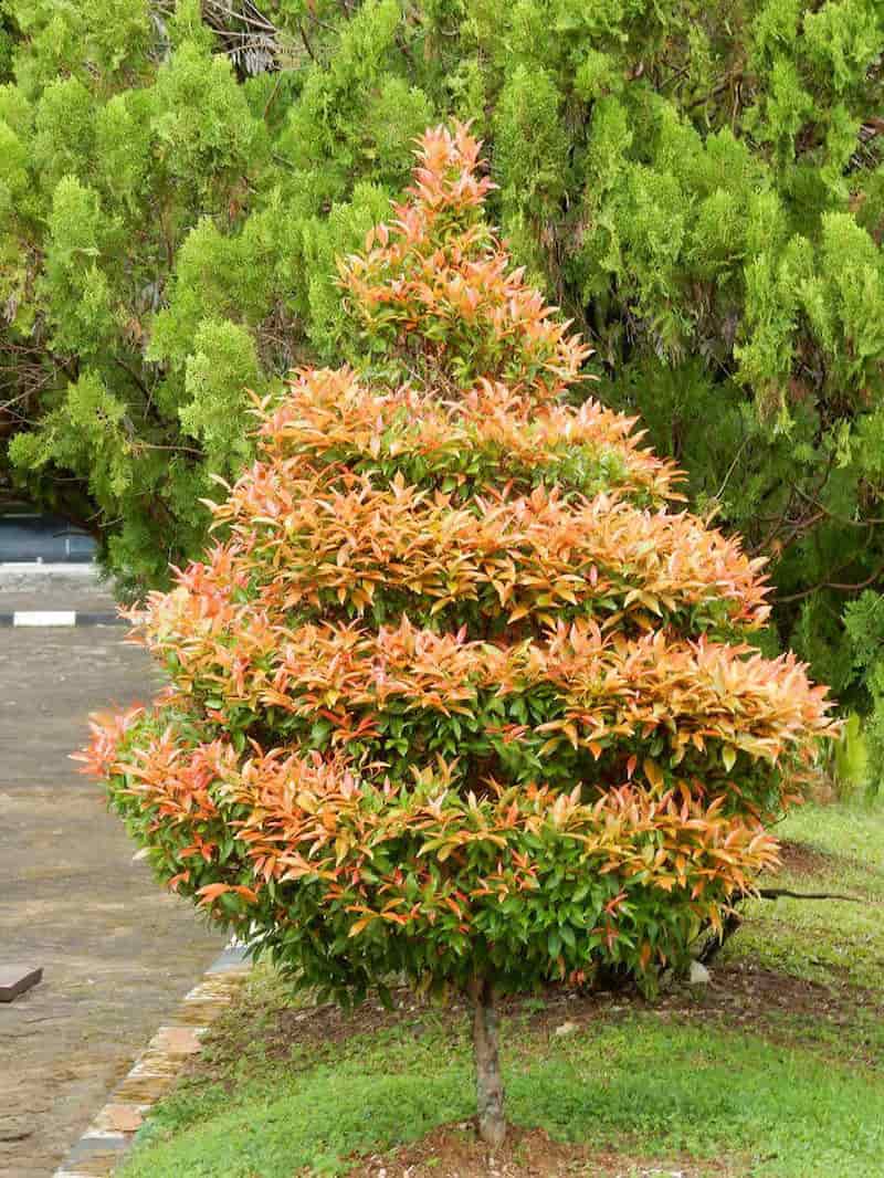 Cây hồng lộc hợp người mệnh gì?