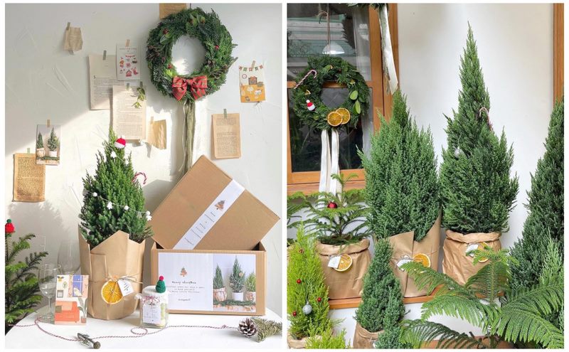 Thích hợp để trang trí trong mùa Noel