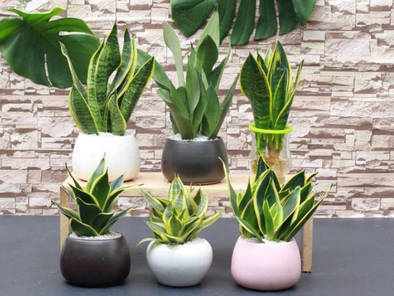 Tìm hiểu kỹ lưỡng về vấn đề Tuổi Mão hợp cây gì