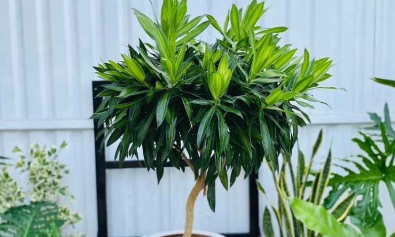 Trang trí cây cảnh trong không gian sống và làm việc 