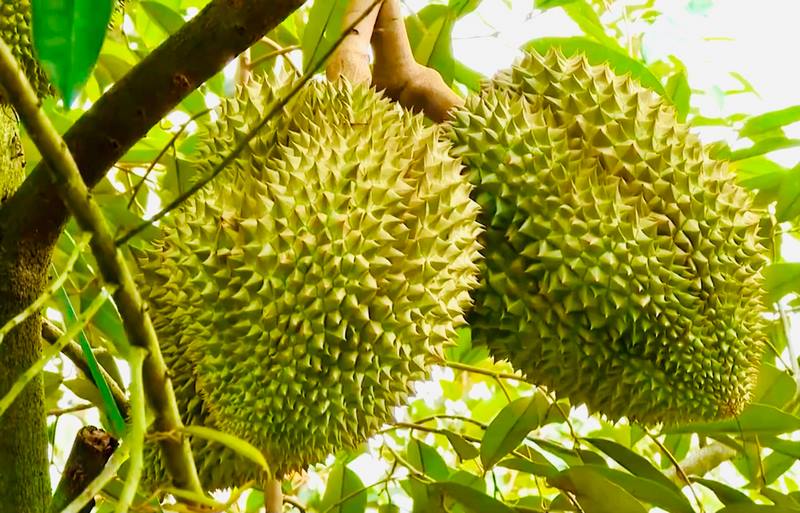 Các loại trái cây kỵ khi chuẩn bị mâm ngũ quả cúng làm nhà