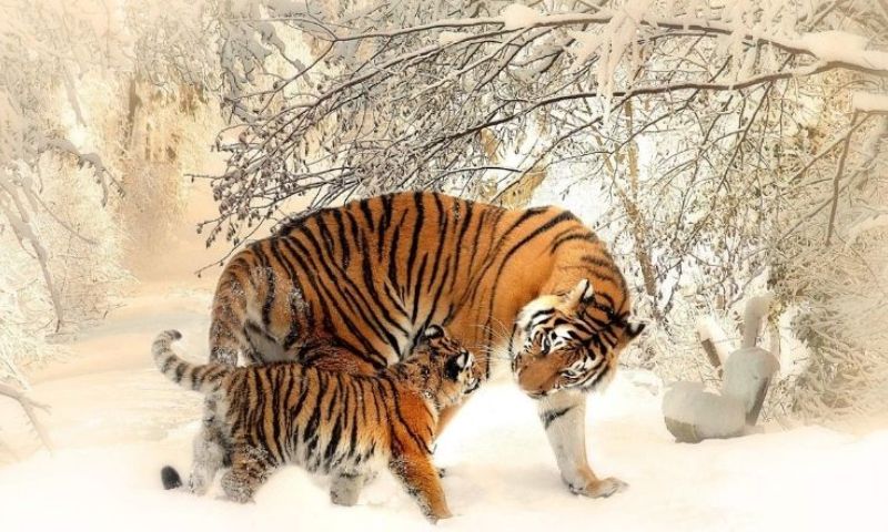 Tuổi dần và tam hợp tuổi dần