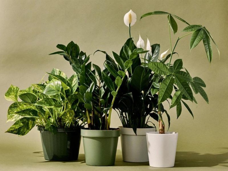 Tuổi Đinh Mùi nên chọn cây màu xanh dương và trắng