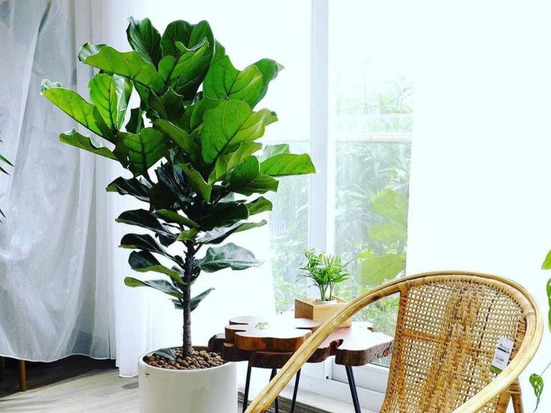 Cây bàng Singapore nên được đặt ở vị trí nào?